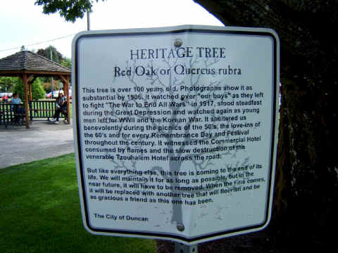 25 tree sign p50077.jpg (776952 bytes)